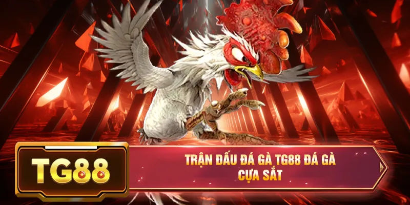 Trận đấu đá gà c3 tg88 chuẩn nhà cái đá gà cựa sắt